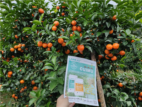 顆粒水溶肥，拉姆拉，翠姆