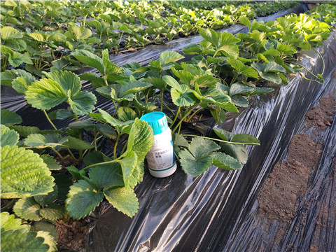 葉面肥，拉姆拉，翠姆