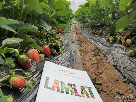 葉面肥，拉姆拉，翠姆