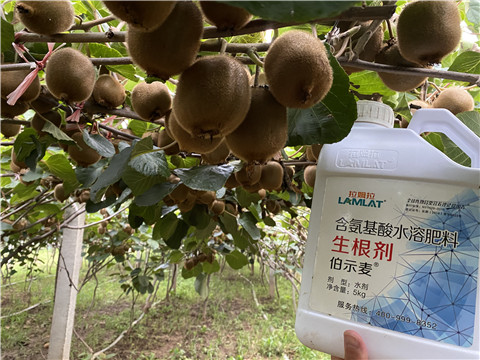 進(jìn)口水溶肥，拉姆拉，伯示麥