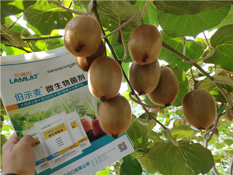 進(jìn)口水溶肥，拉姆拉，伯示麥