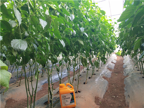 滴灌肥，拉姆拉，翠姆