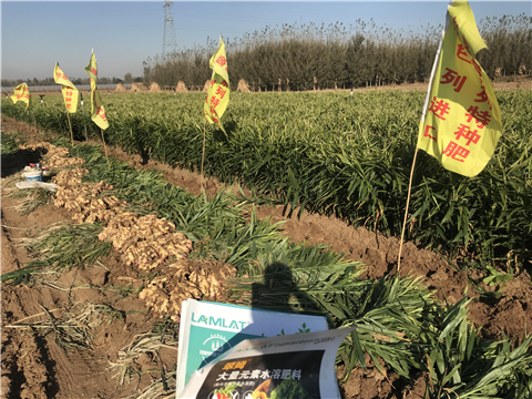 水溶肥，拉姆拉，翠姆