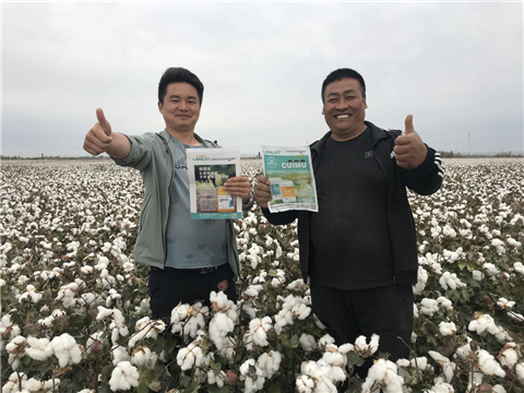 棉花，水溶肥，拉姆拉，翠姆
