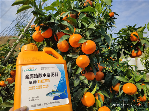 水溶肥，拉姆拉，翠姆