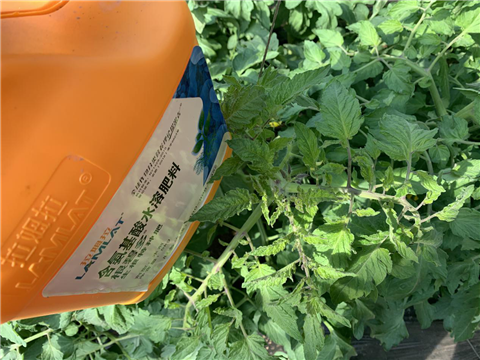 水溶肥，拉姆拉，翠姆