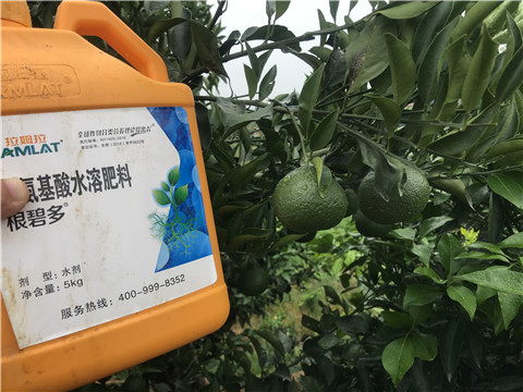 水溶肥，拉姆拉，翠姆