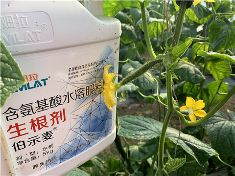 水溶肥，拉姆拉，伯示麥