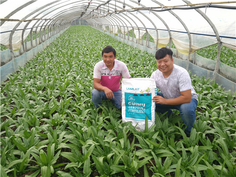 水溶肥，拉姆拉，翠姆