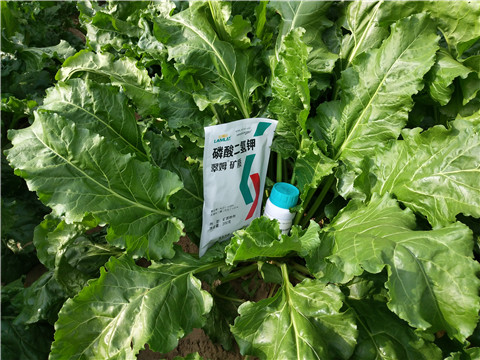 水溶肥，拉姆拉，翠姆