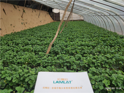 水溶肥，拉姆拉，翠姆