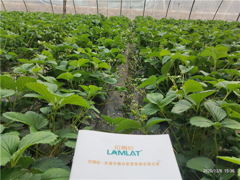 水溶肥，拉姆拉，翠姆