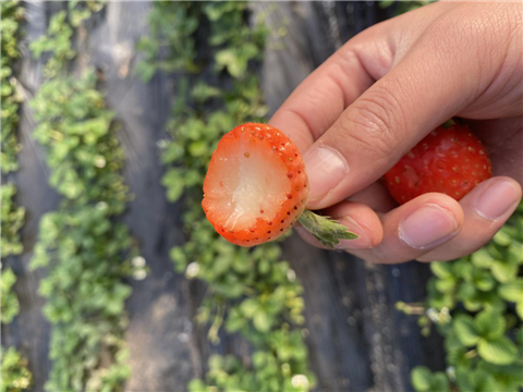 水溶肥，拉姆拉，翠姆