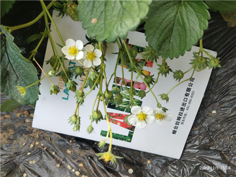 水溶肥，拉姆拉，翠姆