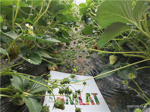 水溶肥，拉姆拉，翠姆