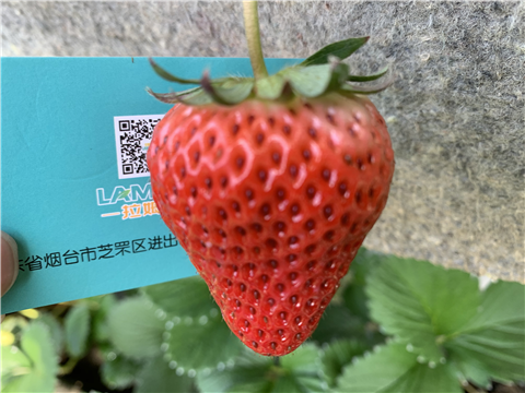 水溶肥，拉姆拉，翠姆