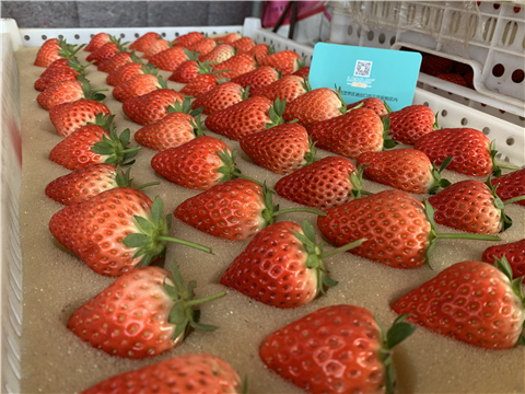 水溶肥，拉姆拉，翠姆