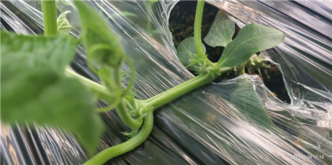 微生物菌劑，拉姆拉，翠姆