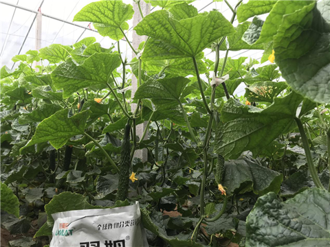 微生物菌劑，拉姆拉，翠姆