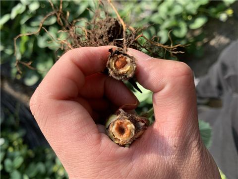 水溶肥，拉姆拉，翠姆