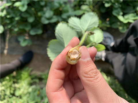 水溶肥，拉姆拉，翠姆