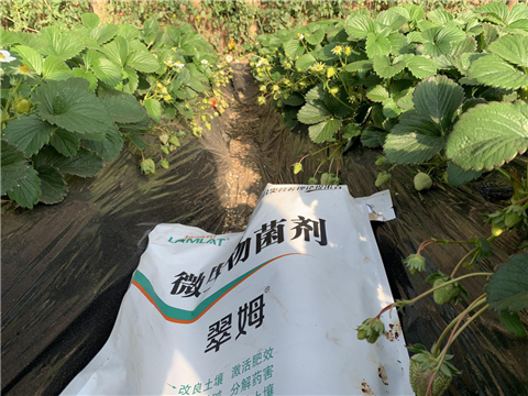 水溶肥，拉姆拉，翠姆