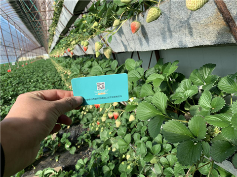 水溶肥，拉姆拉，翠姆