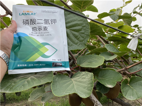 磷酸二氫鉀，拉姆拉，伯示麥