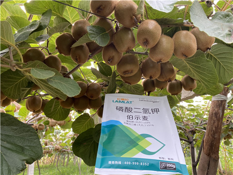 磷酸二氫鉀，拉姆拉，伯示麥