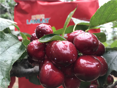 大量元素水溶肥，拉姆拉，翠姆