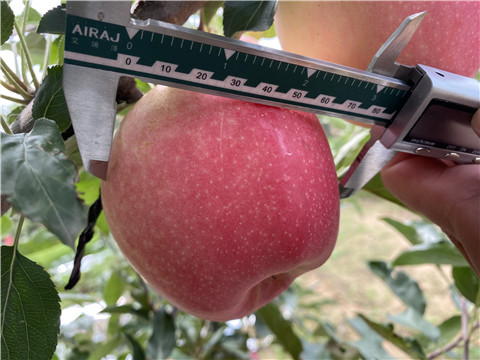 沖施肥，拉姆拉，翠姆