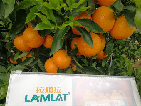 葉面肥，拉姆拉，翠姆