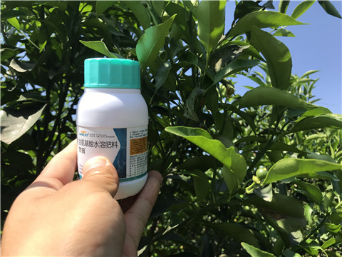 葉面肥，拉姆拉，翠姆