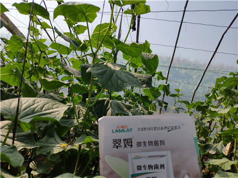 水溶肥，拉姆拉，翠姆