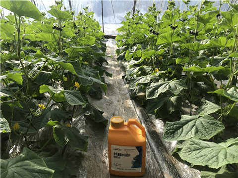 水溶肥，拉姆拉，翠姆