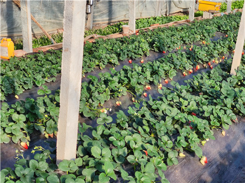 水溶肥，拉姆拉，翠姆