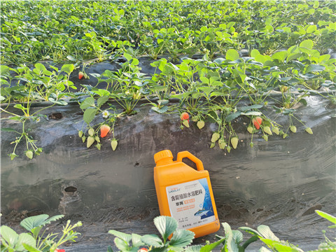 水溶肥，拉姆拉，翠姆