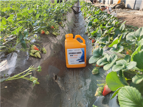 水溶肥，拉姆拉，翠姆