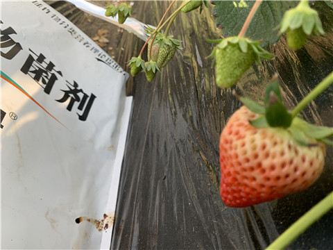 微生物菌劑，拉姆拉，翠姆