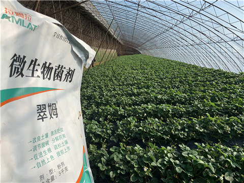 微生物菌劑，拉姆拉，翠姆