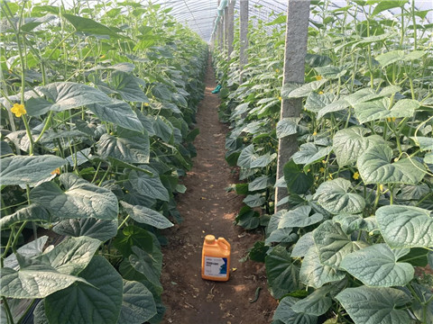 作物施肥管理，拉姆拉，翠姆