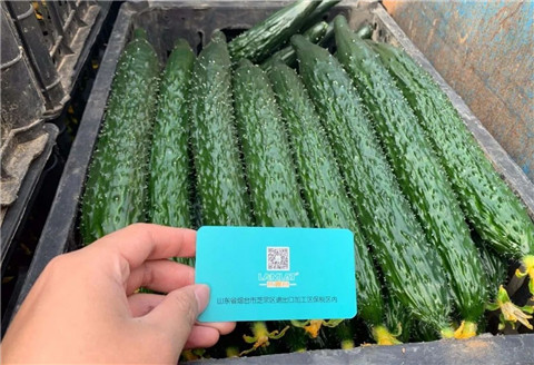 作物施肥管理，拉姆拉，翠姆