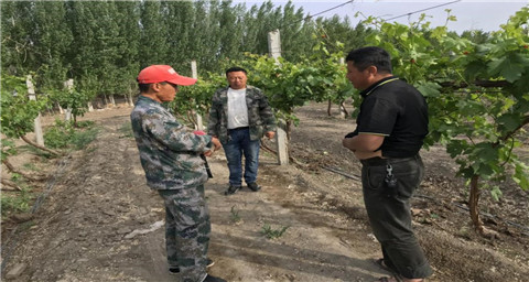 葉面肥，拉姆拉，翠姆