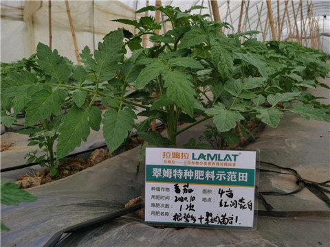 水溶肥，拉姆拉，翠姆