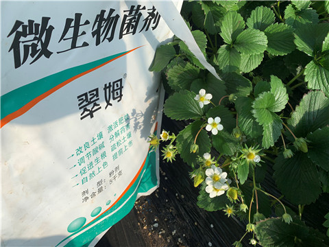 微生物菌劑，拉姆拉，翠姆