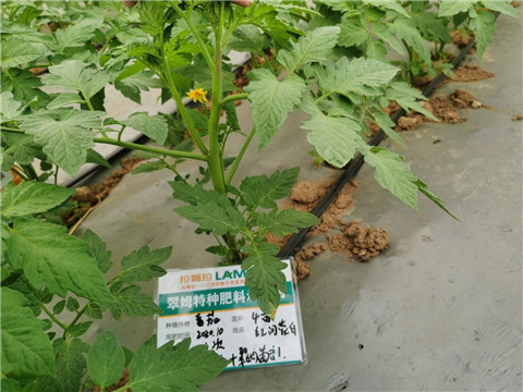 水溶肥，拉姆拉，翠姆