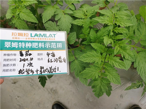 水溶肥，拉姆拉，翠姆