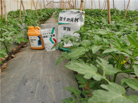 水溶肥，拉姆拉，翠姆