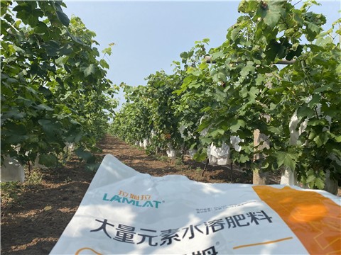 大量元素水溶肥，拉姆拉，翠姆