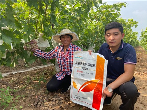 大量元素水溶肥，拉姆拉，翠姆